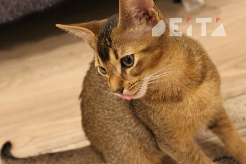 Депутаты объяснили, зачем клеймить животных