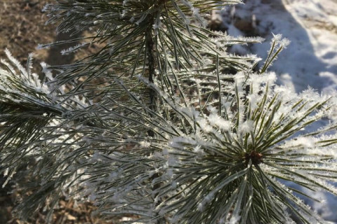 «Запретить продажу» — Новый год расколол россиян на два лагеря