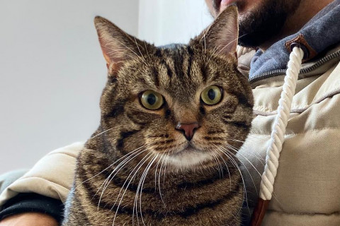 Коты, киты и козлы: животные 2019 года, о которых нельзя молчать