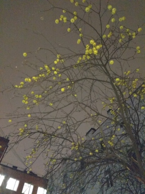 «Яблоки на снегу» созрели в декабре