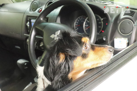 Сложности со ввозом праворульных машин начнутся в 2020 году