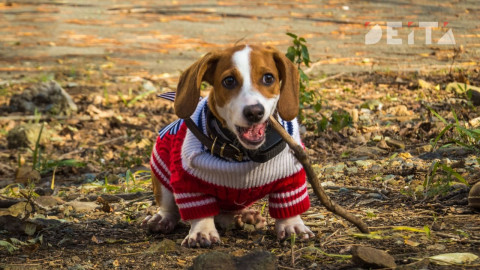 Смертельной болезнью заразят человека домашние собаки