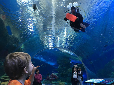 Российские дельфинарии могут лишиться китов и дельфинов