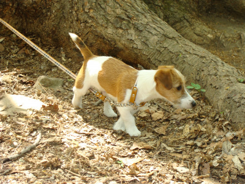 От хомячка до гуся: Россиян обяжут делать питомцам паспорта