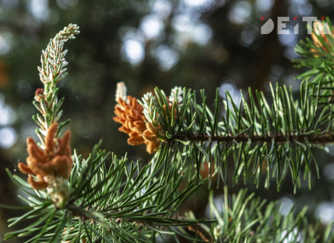 Известно, какую ель выбрали на Новый Год россияне