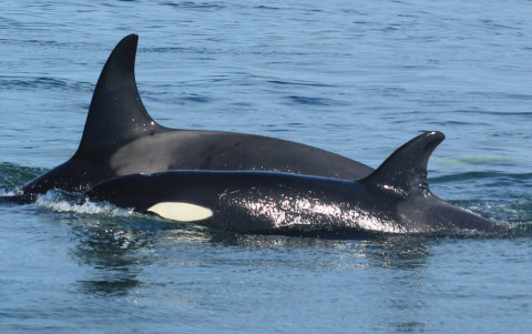 Косатки из "китовой тюрьмы" уходят на юг