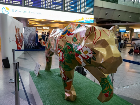 Молодая тигрица распугала леопардов на «Земле леопарда»