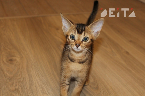 Россиянин продает «магическую» кошку за 20 миллионов рублей