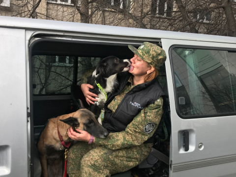 Срок работы служебных собак ограничили законом