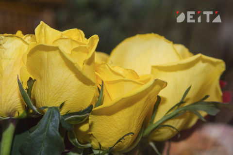 Розы и крокусы распустились из-за аномального тепла