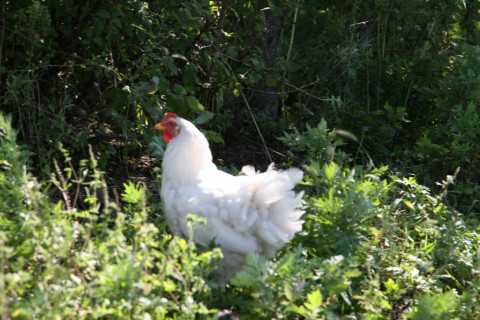 В российской курице нашли антибиотики