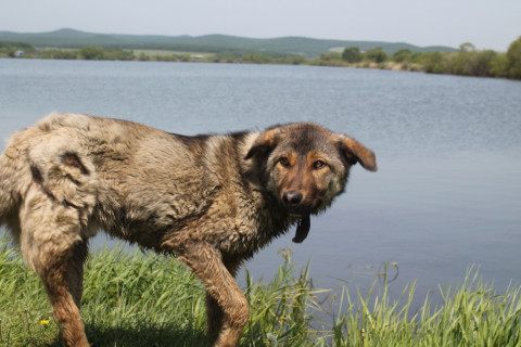 Мэрия Якутска назвала сжигание собак фейком
