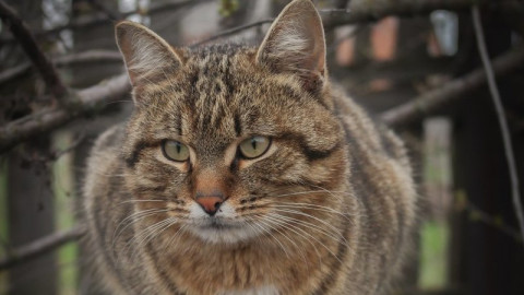 Кота Ваську предлагают допустить к изменению Конституции