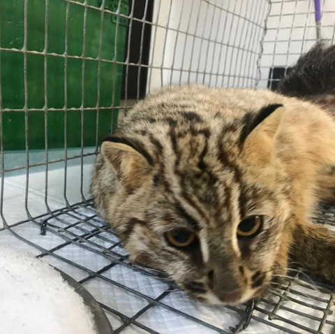 Коварный капкан поймал еще одного дальневосточного кота