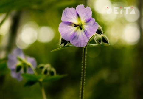 Эксперты: аномальное тепло приведет к росту цен на продукты