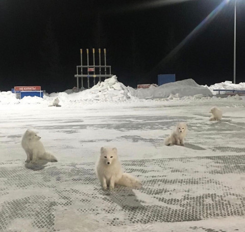Песец с товарищами пришел на заправку