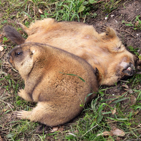 День сурка проспали российские звери