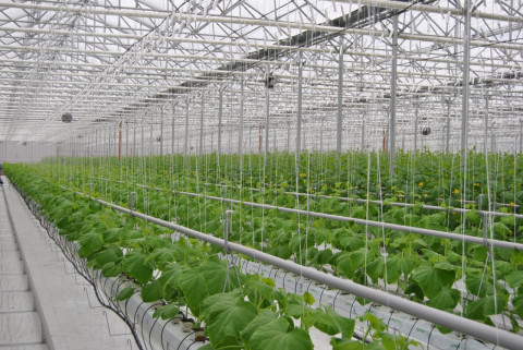 Сахалин не боится дефицита продуктов из-за коронавируса