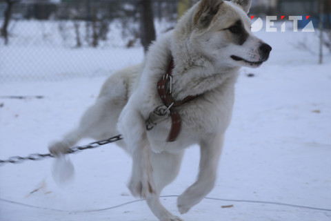 Губернатор выдал «злым псятам» 14 тонн конфискованной рыбы