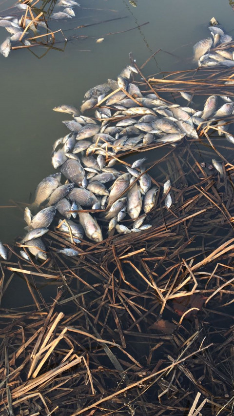 Рыба сдохнет в России из-за теплой зимы