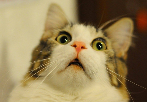 Зоозащитники предложили ввести квоты на домашних животных