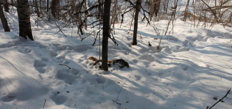 Еще один тигренок найден мертвым