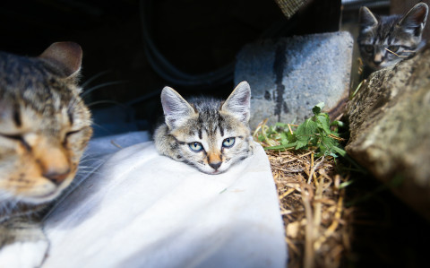В Госдуме предложили финансово поддержать создание приютов для животных