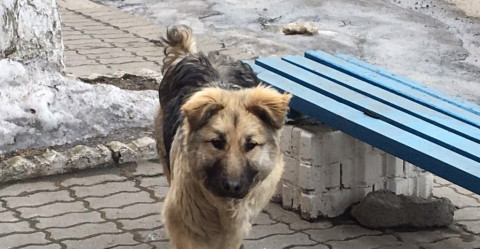 Строить приюты для животных хотят за счет бюджета