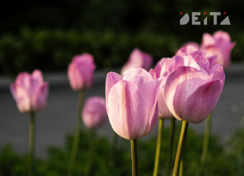 Рабочий день перед 8 марта не сократят