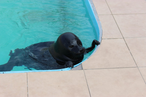 Нерпенок показал, почему опасно выходить на лед