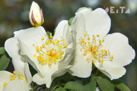 Длинные выходные ожидают россиян уже на этой неделе