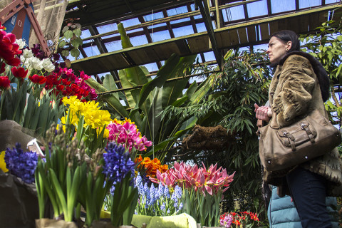 К 8 марта цветы подорожают на 15%