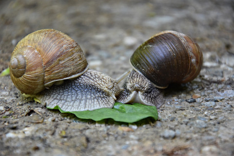 Разведение улиток «легализовали» в России