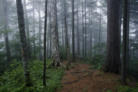 Егерей приравняют к полицейским