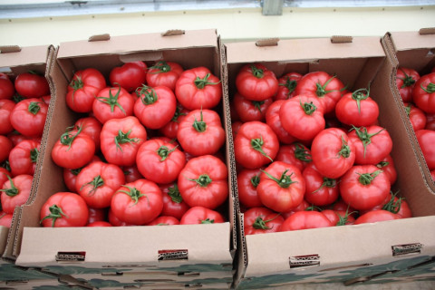 Импортные помидоры могут исчезнуть в России