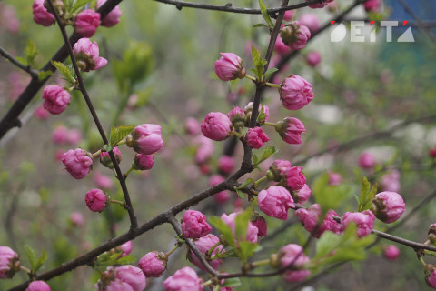 Россиянам пообещали тёплый май