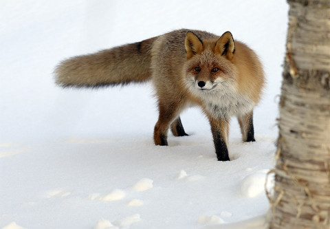 Старый лис выживает из леса тигра под Хабаровском