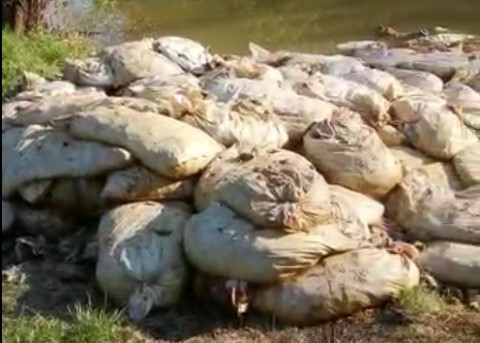 «Трупный яд! Опасно!» — рыбак из Приморья поделился жуткой находкой
