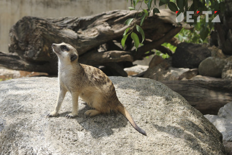 В Госдуме предложили разрешить зоопаркам открыться