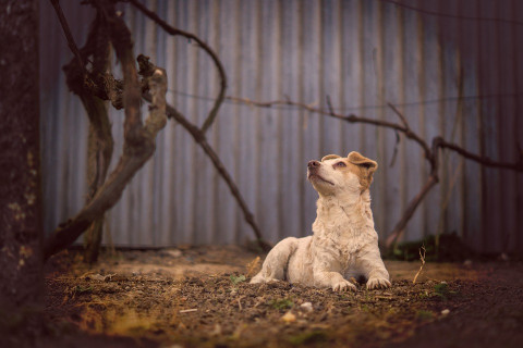 Собственная Хатико завелась в Хабаровске