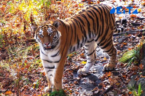 Конфликтные тигры подбираются к Новому Владивостоку