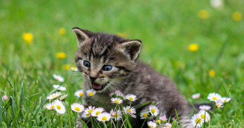 Кот за владельца не в ответе: питомцев запретят забирать за долги
