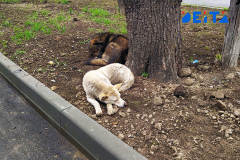 Что делать при виде бродячих собак, рассказал кинолог