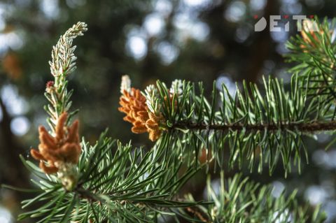 Снег и потепление прочат синоптики Приморью в середине недели