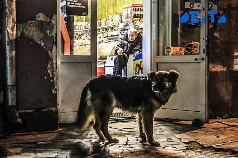 Собаки, мусор и открыватели дверей терроризируют микрорайон Находки