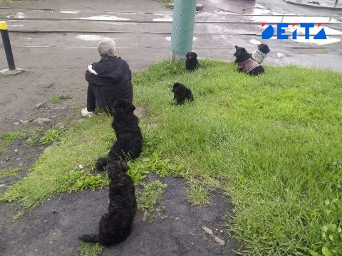 Предприятию ритуальных услуг поручили ловить бездомных собак на Дальнем Востоке