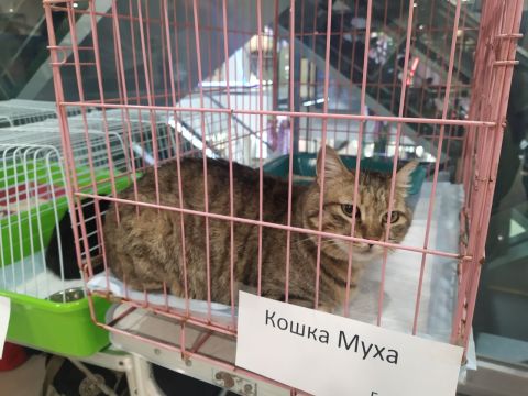 Выставка-раздача животных состоялась во Владивостоке