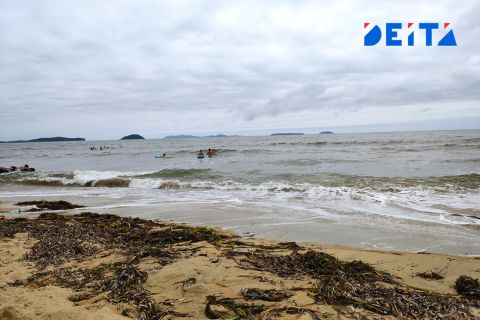 Ещё один пляж Приморья превратился в кладбище водорослей
