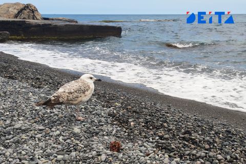 От Владивостока до Мурманска планируют запустить морской круиз 