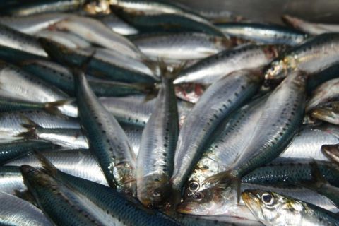 Импортную рыбу уберут из госзакупок с 2026 года